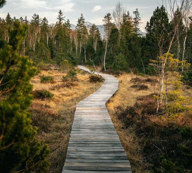 Ein gewundener Holzweg führt durch eine ruhige, bewaldete Landschaft.